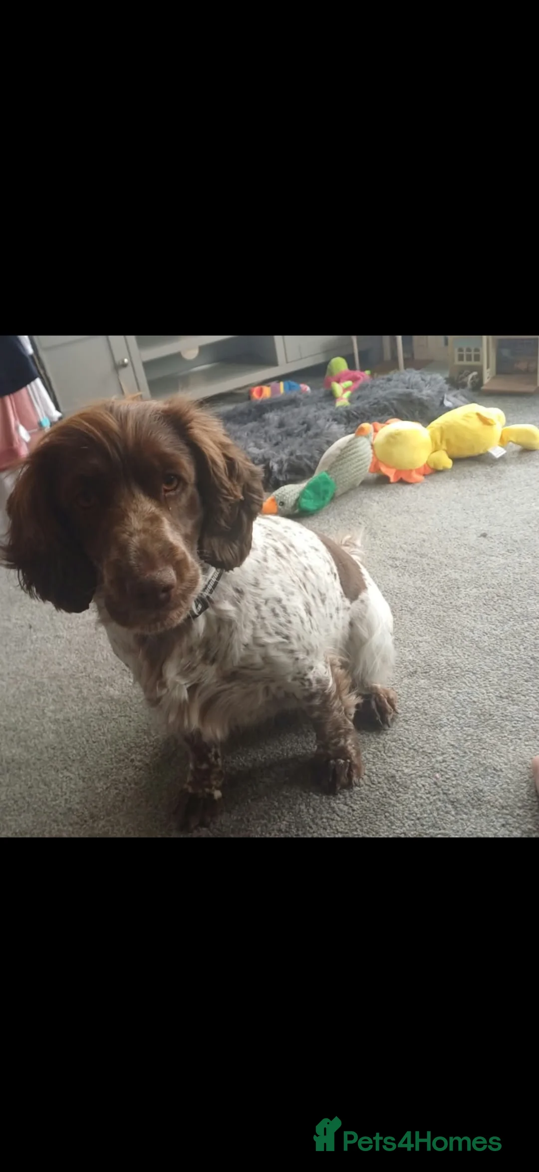 Cocker Spaniel dogs for sale: Cocker spaniel puppies  in Doncaster - Advert 2