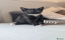 Mixed Breed cats for sale: 🐾 Two adorable kittens boys looking for home - Image 9