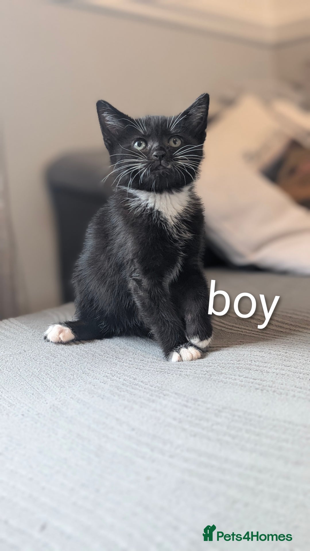 Mixed Breed cats for sale: 🐾 Two adorable kittens boys looking for home - Image 9