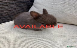 Netherland Dwarf rabbits for sale: Pure Netherland dwarf babies  - Image 2
