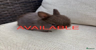 Netherland Dwarf rabbits - Advert 1