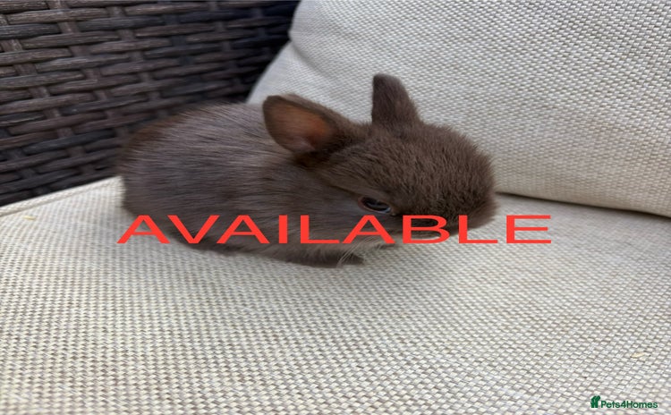 Netherland Dwarf rabbits - Advert 3