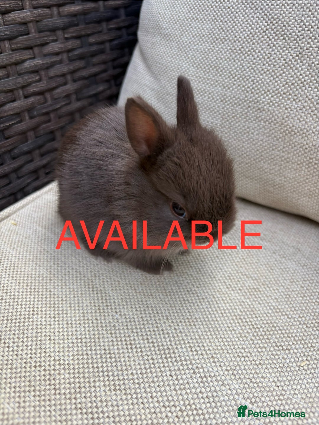 Netherland Dwarf rabbits for sale: Pure Netherland dwarf babies  - Image 2