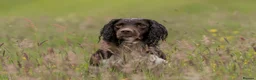 English Springer Spaniel dogs for stud: Fully health tested stud, Pippenmoor Red Flame - Advert 15