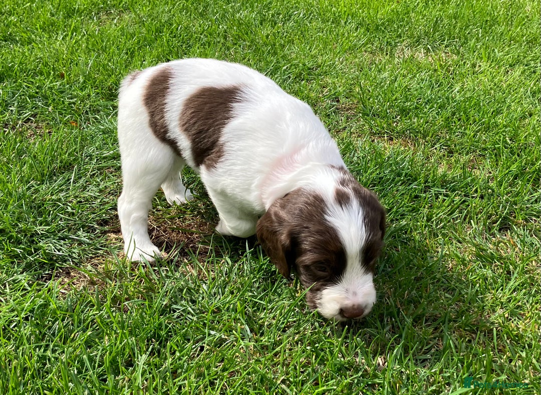 English Springer Spaniel dogs for sale: English Springer Spaniel puppies (2 lovely boys) - Image 16