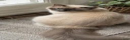 Ragdoll cats for sale: Active Ragdoll Queen Looking for a New Home - Advert 1
