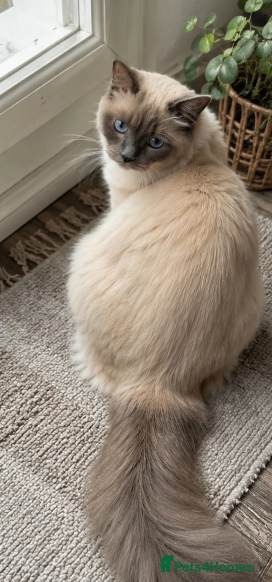 Ragdoll cats for sale: Active Ragdoll Queen Looking for a New Home - Advert 1