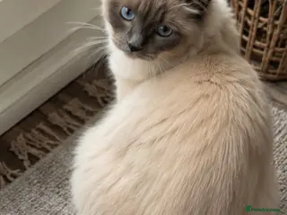 Ragdoll cats Active Ragdoll Queen Looking for a New Home - Advert 1
