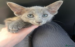 Oriental cats for sale: Blue Oriental female kitten  - Image 1