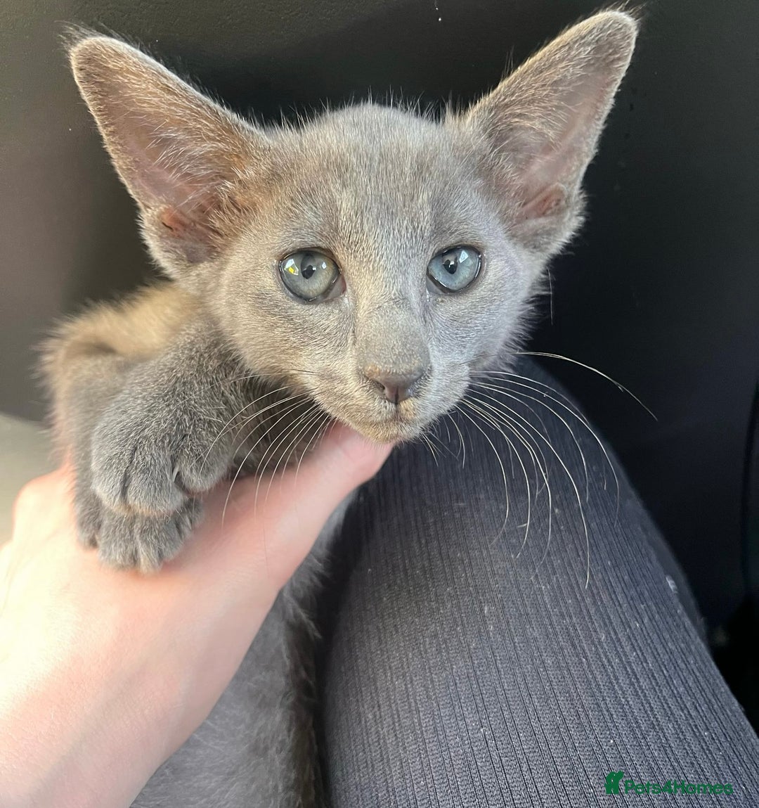 Oriental cats for sale: Blue Oriental female kitten  - Image 1