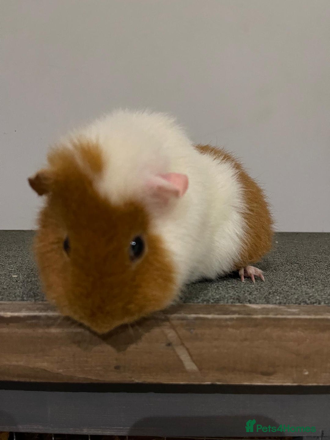 Guinea Pig rodents for sale: Two beautiful guinea pigs with cage FREE!!!!! - Advert 3