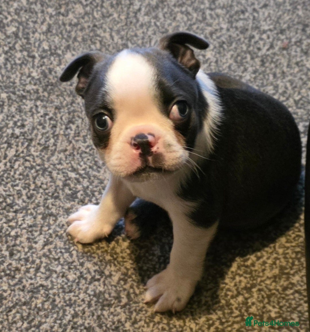 Boston Terrier dogs Stunning Rare Blue Boy  - Advert 1