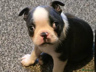Boston Terrier dogs Stunning Rare Blue Boy - Advert 4