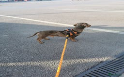 Miniature Dachshund dogs for stud: Miniature chocolate dapple mink dachshund stud dog - Image 3