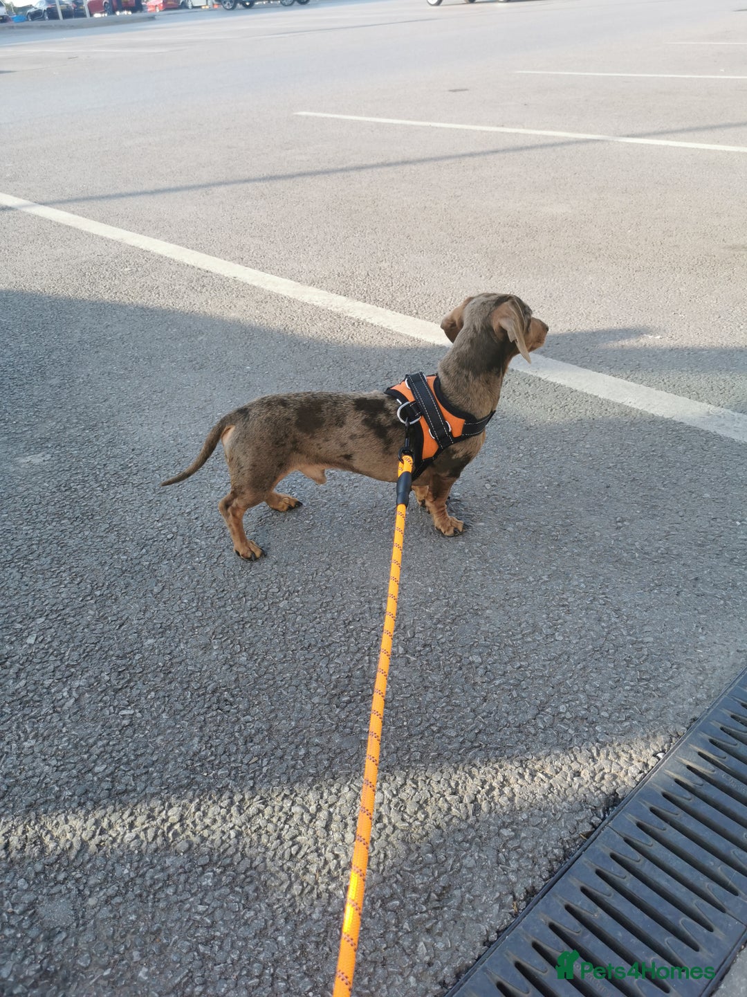Miniature Dachshund dogs for stud: Miniature chocolate dapple mink dachshund stud dog - Image 3
