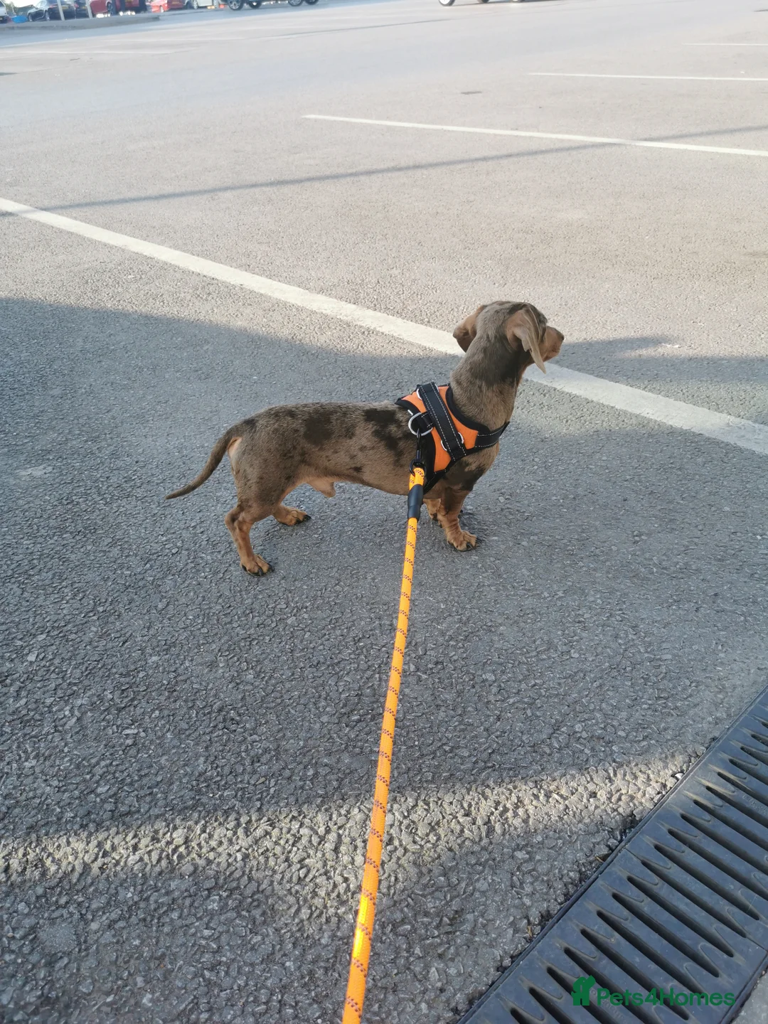 Miniature Dachshund dogs for stud: Miniature chocolate dapple mink dachshund stud dog - Advert 5