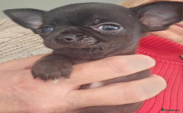 Chihuahua dogs Beautiful Teeny Weeny Blue Chihuahuas - Advert 3