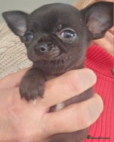Chihuahua dogs Beautiful Teeny Weeny Blue Chihuahuas - Advert 16