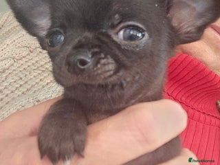 Chihuahua dogs Beautiful Tiny Blue Chihuahuas - Advert 5