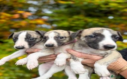 Whippet dogs for sale: Whiptaridge Whippet boys  - Advert 6