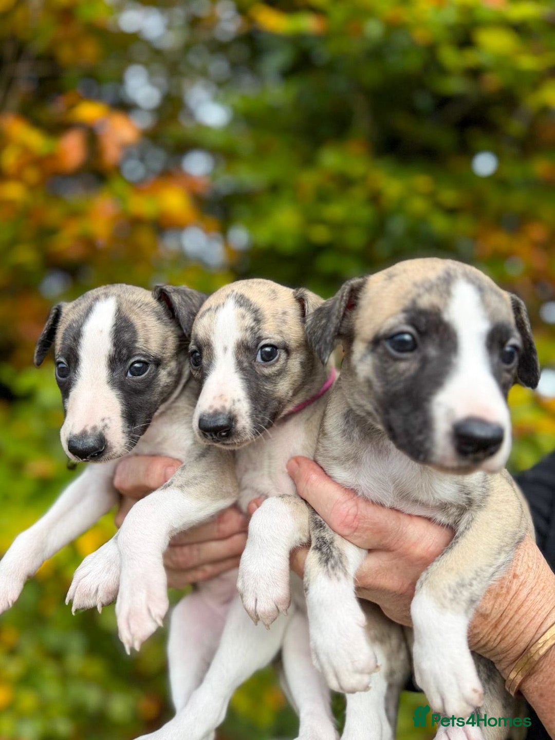 Whippet dogs for sale: Whiptaridge Whippet boys  - Advert 6