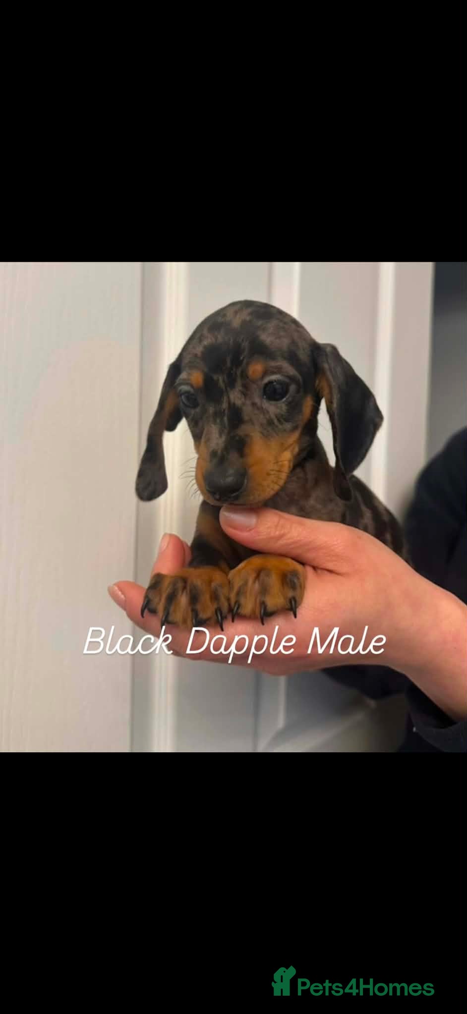 Miniature Dachshund dogs Miniature dachshund ( last Dapple Male ) - Advert 8