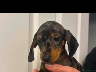 Miniature Dachshund dogs Miniature dachshund ( last Dapple Male ) - Advert 1