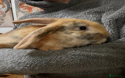 Silver Fox rabbits for sale: Spectacular Harlequin Silver Fox crosses - Image 1