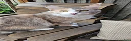 Maine Coon cats for sale: TICA polydactyl maine coon kittens - Advert 9