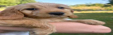Cockapoo 4