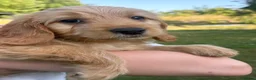 Cockapoo dogs for sale: Beautiful F1 Cockapoo Puppies  - Advert 19