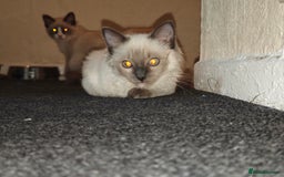 Ragdoll cats for sale: 2😻Ragdoll kittens 💕 - Image 6