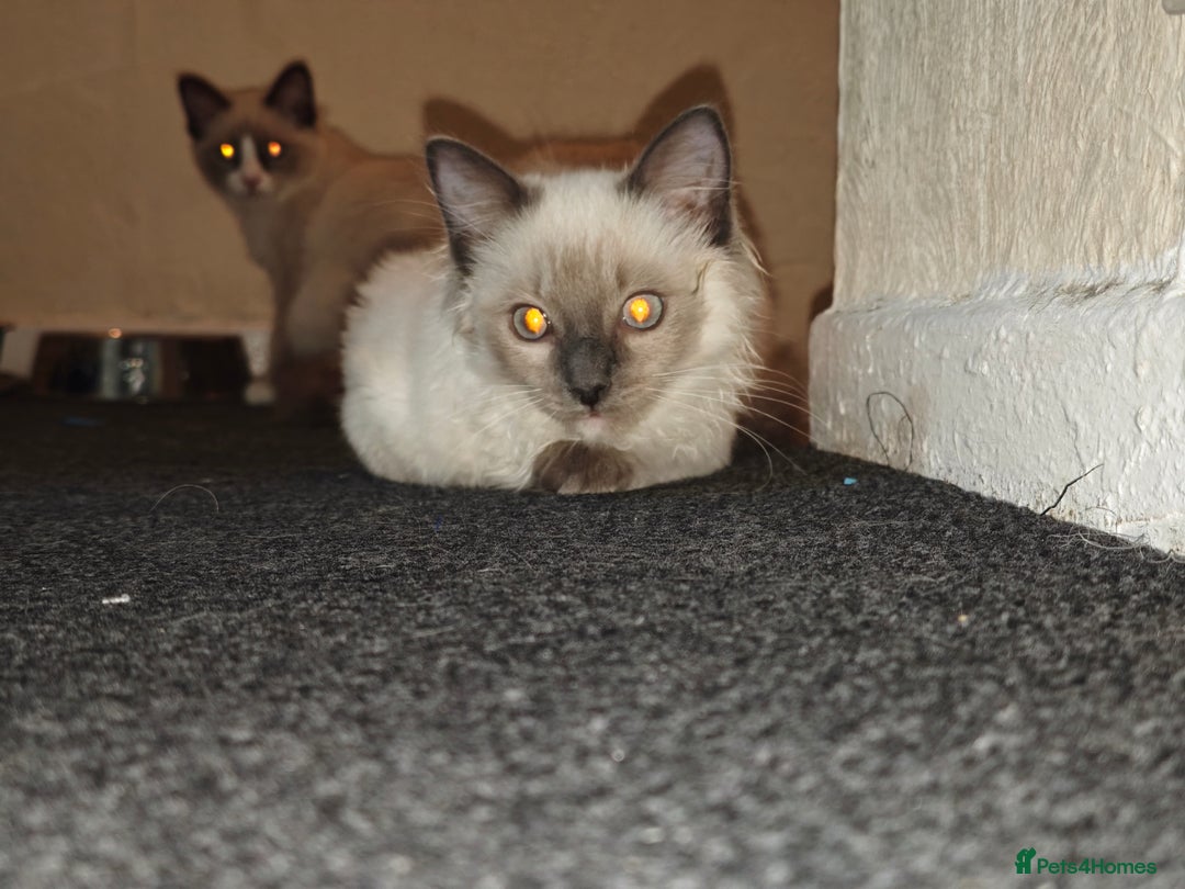 Ragdoll cats for sale: 2😻Ragdoll kittens 💕 - Image 6
