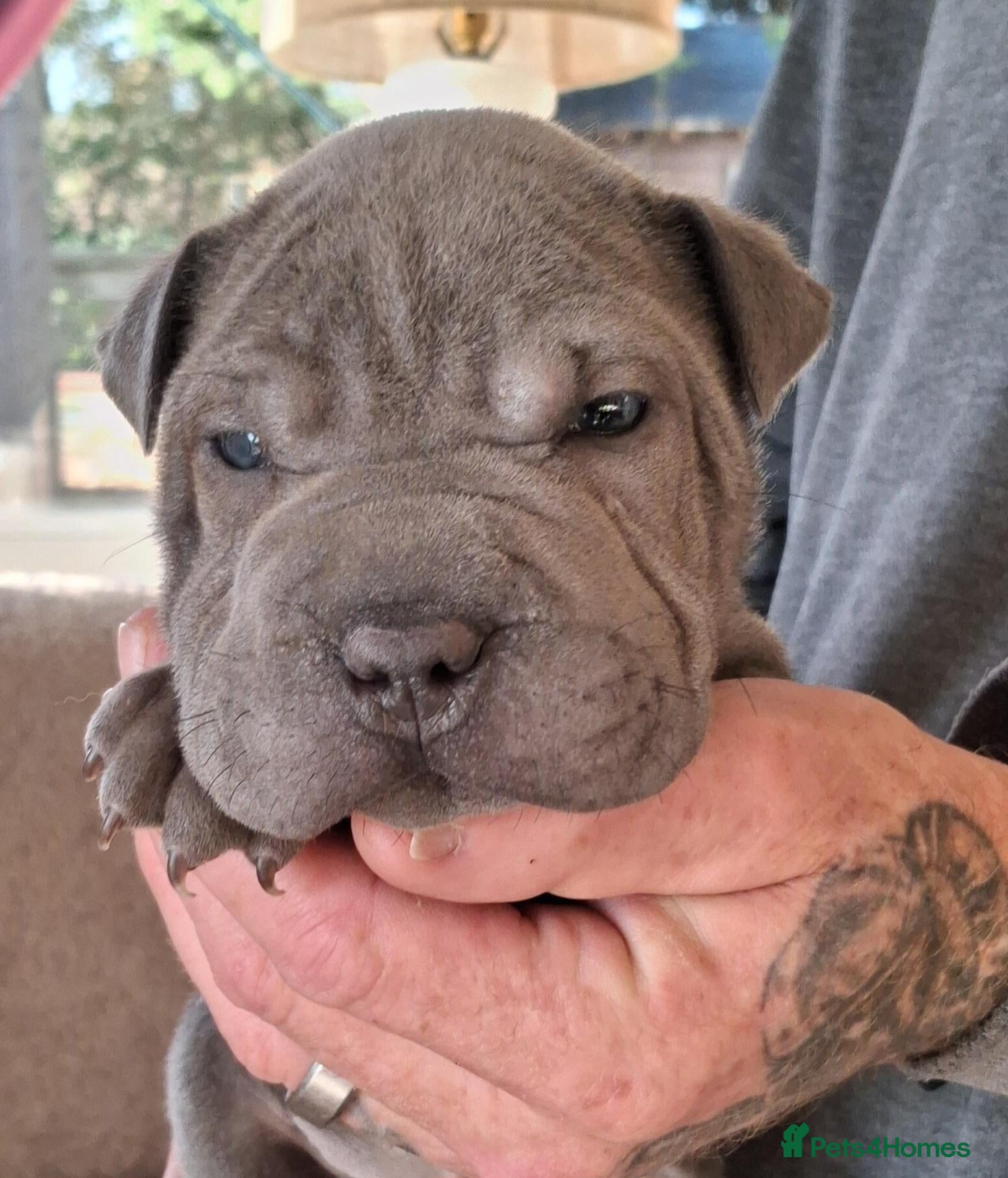 Staffordshire Bull Terrier dogs for sale: Staffy x sharpei  - Advert 2