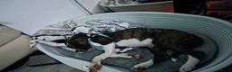 Mixed Breed dogs for sale: Staffordshire Bull Terrier x American Bulldog Pup in Manchester - Advert 3