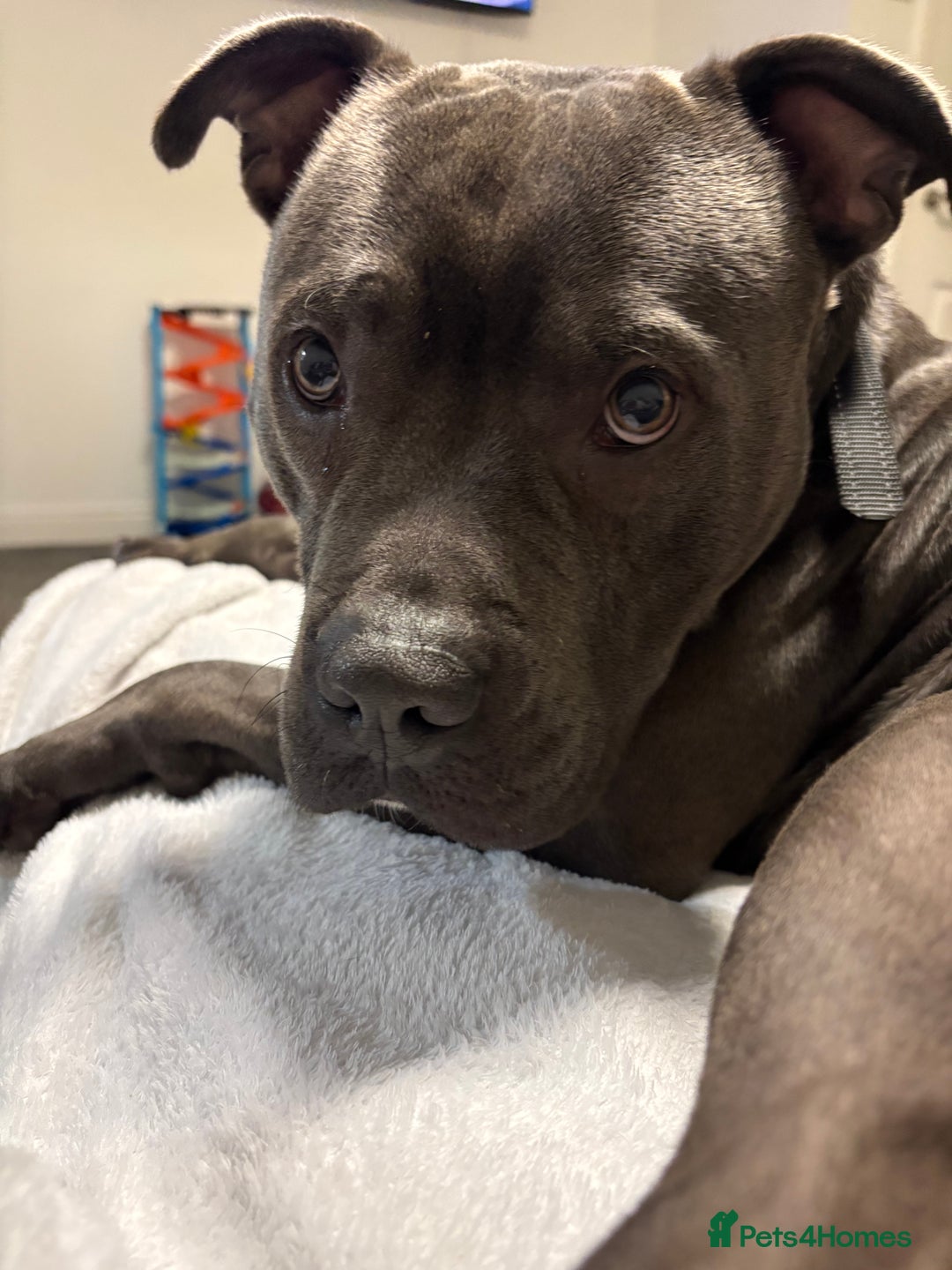 Staffordshire Bull Terrier dogs for sale: Dog looking for new home - Advert 3