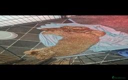 Cockapoo dogs for sale: Adorable red f1b toy cockapoos  - Advert 5