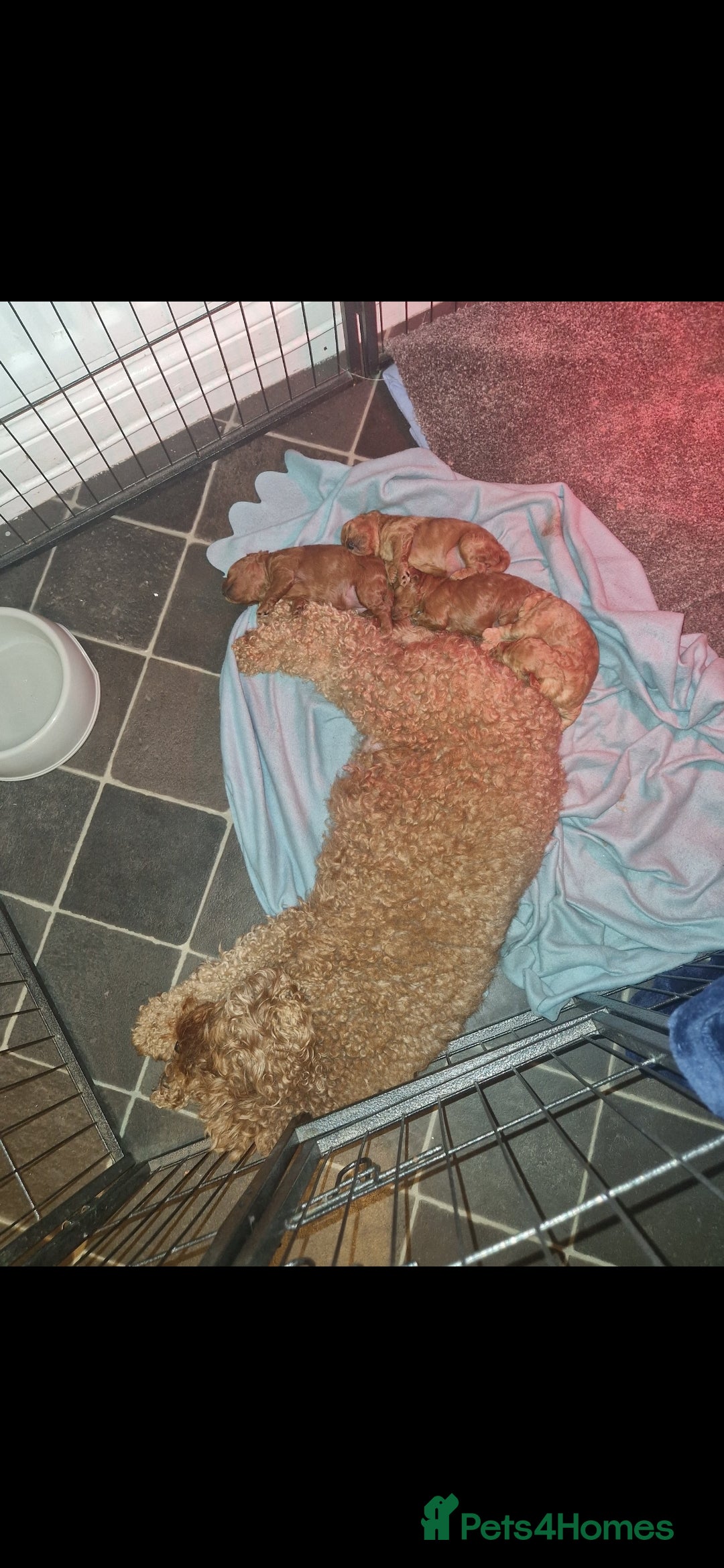 Cockapoo dogs for sale: Adorable red f1b toy cockapoos  - Advert 5