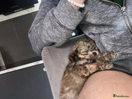 Shihpoo dogs - Advert 5