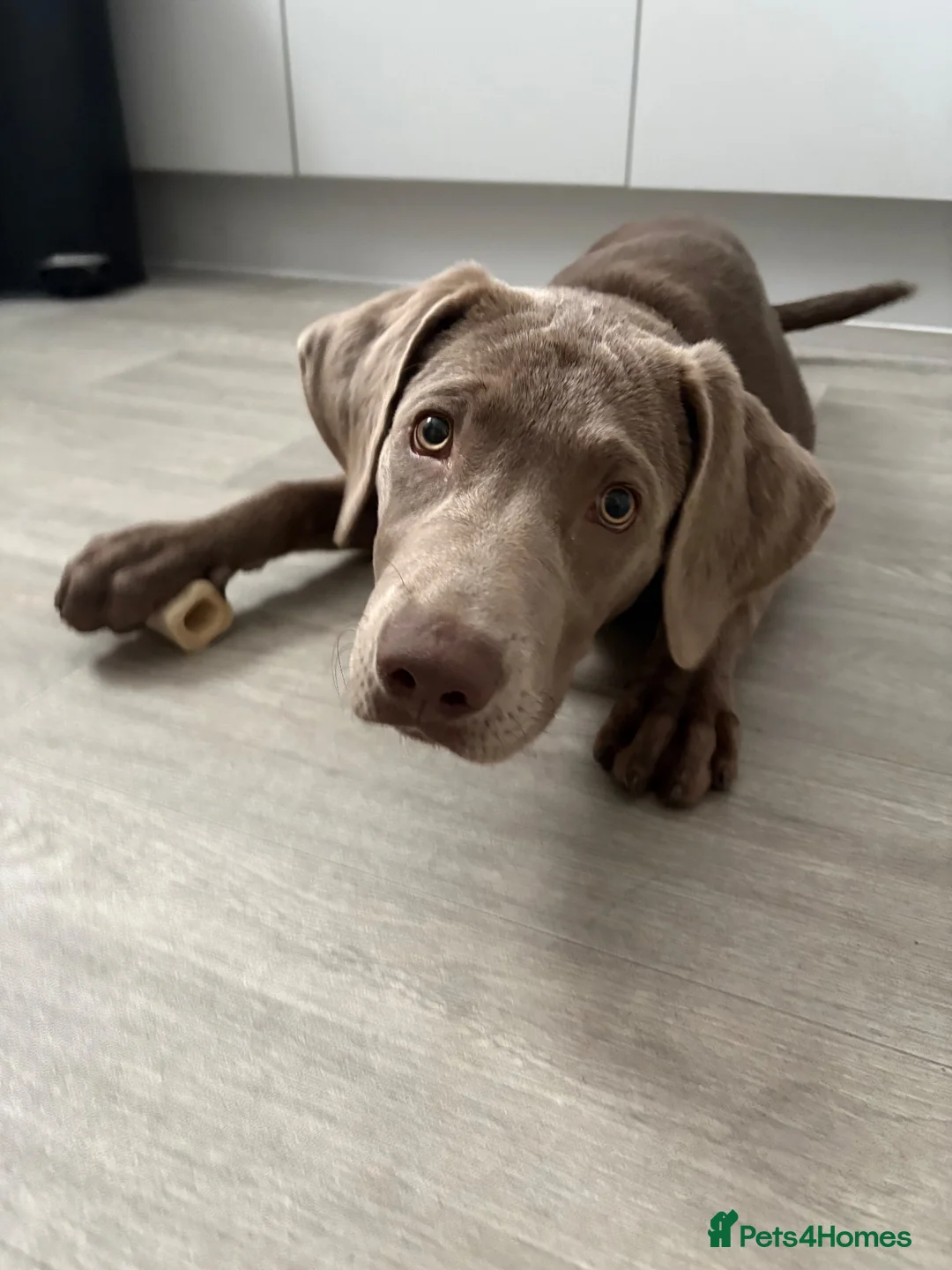 Labrador Retriever dogs for sale: Labrador 5 months in Abingdon - Advert 1
