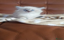 Siberian cats for sale: Hypoallergenic Siberian Neva Masquerade kitten - Image 7