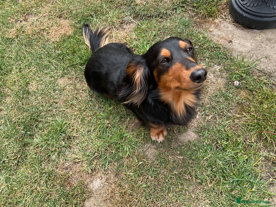 Dachshund dogs for stud: Frankie the long haired minature dachshund - Advert 2
