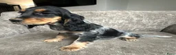 Cocker Spaniel dogs for sale: Spaniel boys needing homes - Advert 15