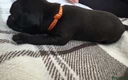 Staffordshire Bull Terrier dogs for sale: 8 Staffordshire Bull Terriers  - Image 20