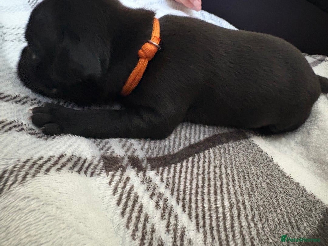 Staffordshire Bull Terrier dogs for sale: 8 Staffordshire Bull Terriers  - Image 20