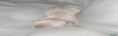 Weimaraner Puppy 1