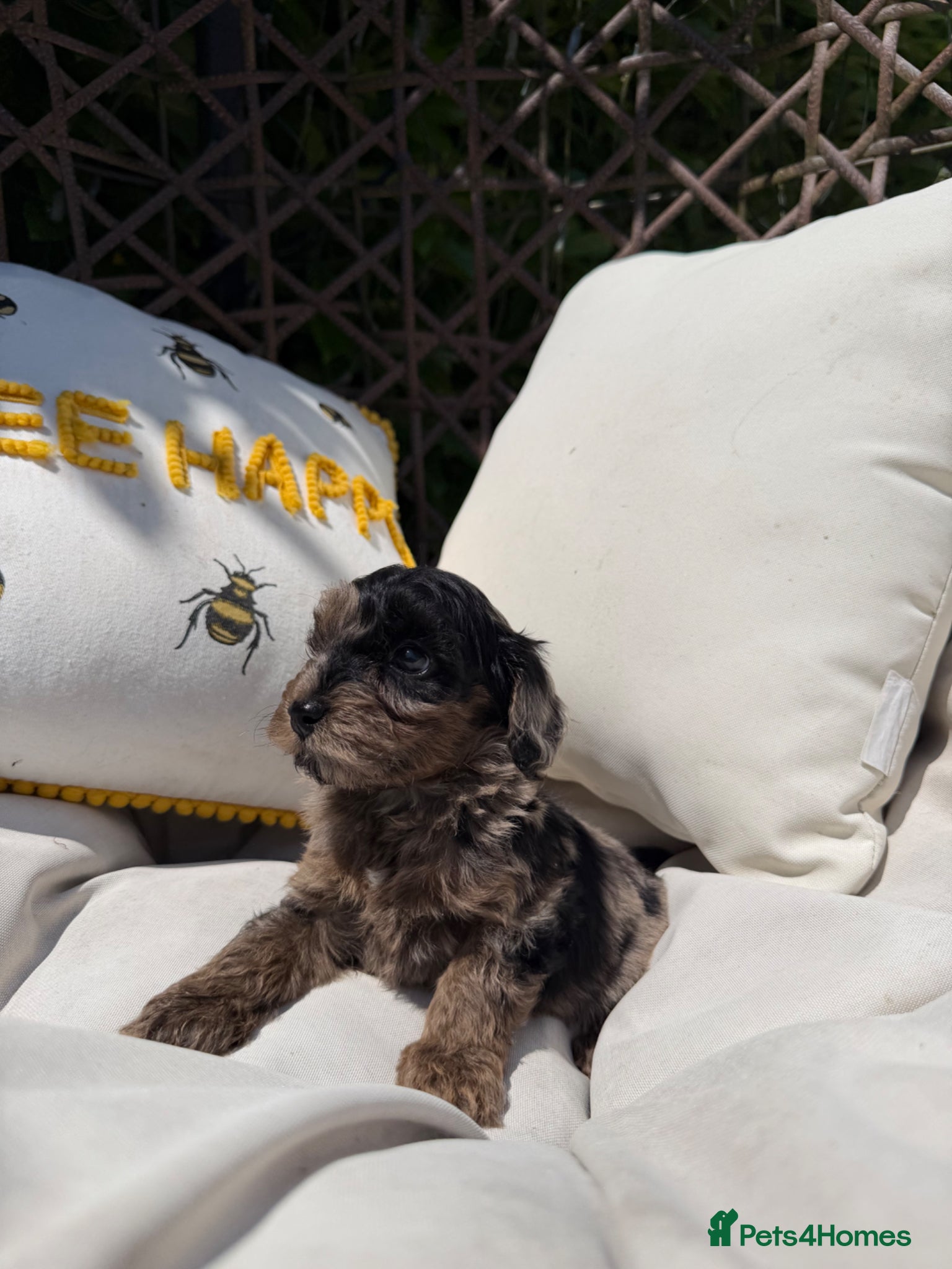 Cockapoo dogs for sale: F2 cockapoo puppies - Advert 5