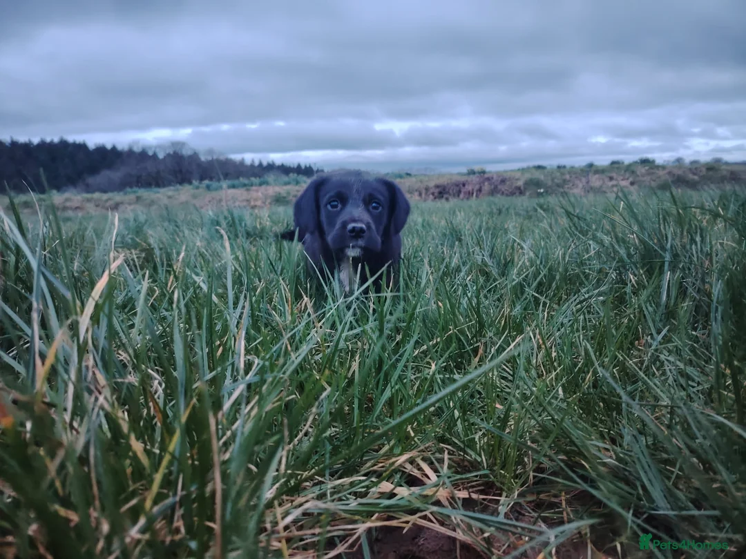 Mixed Breed dogs for sale: Gorgeous Sprocker x Collie pup - Advert 3