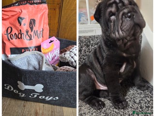 Shar Pei dogs ❤️ beautiful shar pei puppies ❤️ - Advert 5