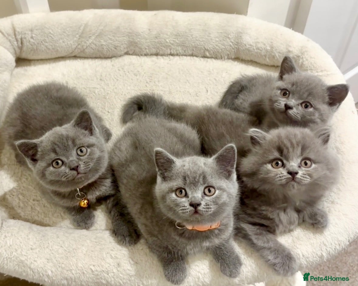 British Shorthair cats 🏆BSH kittens🏆 3/5 reserved, ready in 5 days 🩷 - Advert 1
